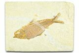 Detailed Fossil Fish (Knightia) - Wyoming #379322-1
